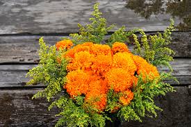BS008 Relaxing Bath Salt Marigold - Image 2